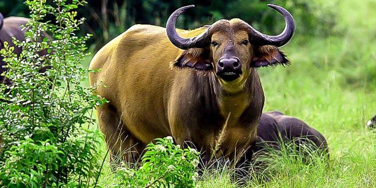 Nyiragongo : des buffles et des gorilles envahissent les champs des habitants à Kibumba