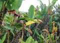 Rutshuru : le wilt bactérien attaque des plantules de bananes à Bweza