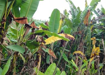 Rutshuru : le wilt bactérien attaque des plantules de bananes à Bweza