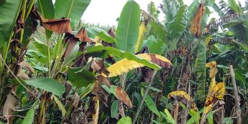 Rutshuru : le wilt bactérien attaque des plantules de bananes à Bweza