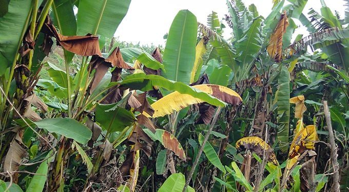 Rutshuru : le wilt bactérien attaque des plantules de bananes à Bweza