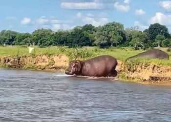 Kasaï Central : une fillette de 11 ans tuée par deux hippopotames à Muinyambulu