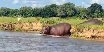 Kasaï Central : une fillette de 11 ans tuée par deux hippopotames à Muinyambulu