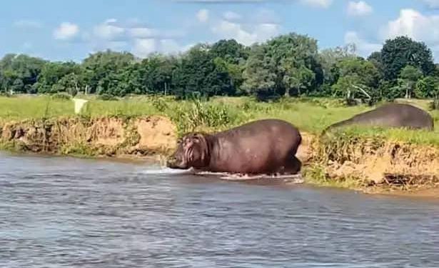 Kasaï Central : une fillette de 11 ans tuée par deux hippopotames à Muinyambulu