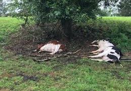 Rutshuru : un mort et plus de dix vaches abattues lors d’une attaque armée contre des civils à JTN