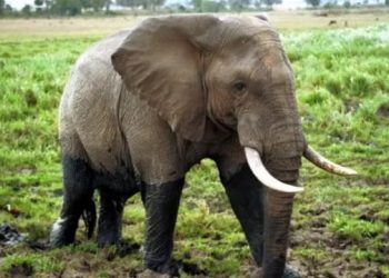 Rutshuru : des éléphants en divagation font un mort et deux blessés dans des champs autour de Nyamilima