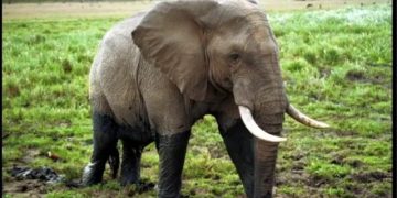 Rutshuru : des éléphants en divagation font un mort et deux blessés dans des champs autour de Nyamilima