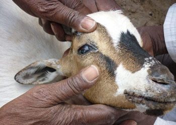 Nord-Kivu : une maladie suspectée d’être la peste des petits ruminants menace l’élevage à Kiwanja