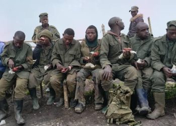 Sud-Kivu : nouvelle reddition de combattants de l’AFC/M23 et de Twirwaneho aux FARDC