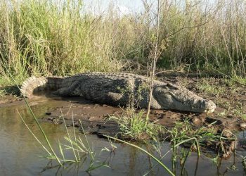 Rutshuru : un pêcheur blessé par un caïman à Birwa sur le lac Édouard