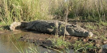Rutshuru : un pêcheur blessé par un caïman à Birwa sur le lac Édouard