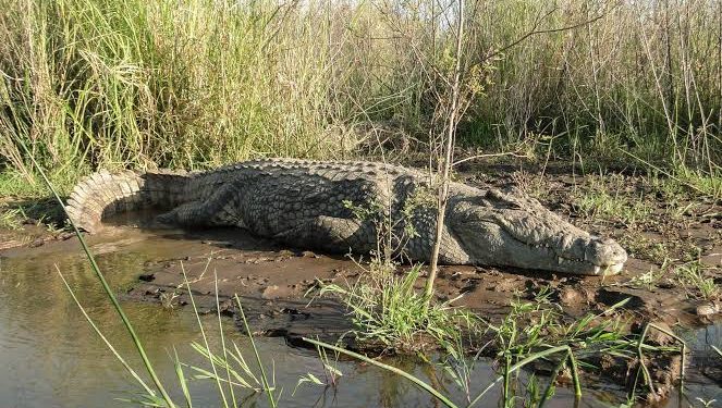 Rutshuru : un pêcheur blessé par un caïman à Birwa sur le lac Édouard