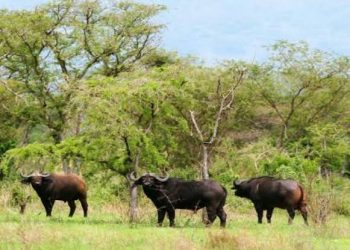 Rutshuru : un chef local dénonce la destruction des cultures par des animaux venus du PNVi à Ruvumu 2