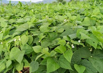 Rutshuru : Les Espoirs Renouvelés des Agriculteurs lors du Sarclage des Haricots et du Maïs à Kibirizi 