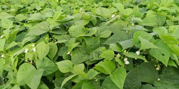 Rutshuru : Les Espoirs Renouvelés des Agriculteurs lors du Sarclage des Haricots et du Maïs à Kibirizi 