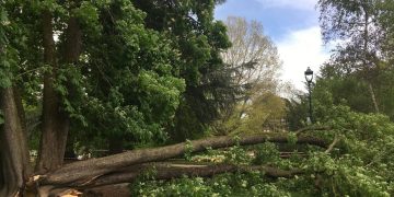 Walikale : deux femmes blessées lors d’une chute d’arbre à Kaliki