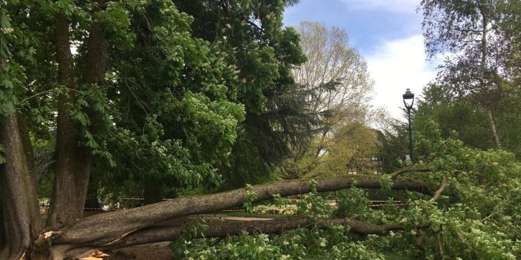 Walikale : deux femmes blessées lors d’une chute d’arbre à Kaliki
