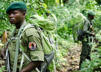Rutshuru : attaque meurtrière à Kamuhororo, deux éco-gardes tués au PNVi