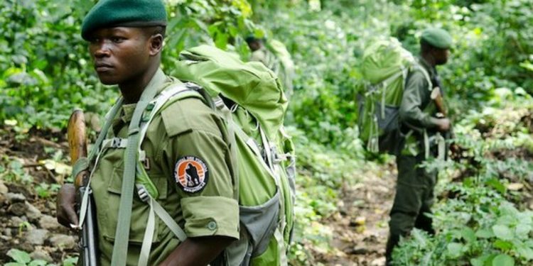 Rutshuru : attaque meurtrière à Kamuhororo, deux éco-gardes tués au PNVi
