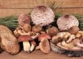 Lubero : quatre personnes meurent après la consommation de champignons toxiques à Kitaki
