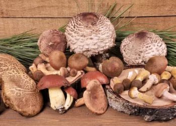 Lubero : quatre personnes meurent après la consommation de champignons toxiques à Kitaki