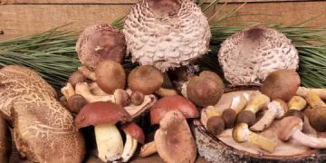 Lubero : quatre personnes meurent après la consommation de champignons toxiques à Kitaki