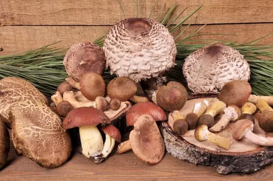 Lubero : quatre personnes meurent après la consommation de champignons toxiques à Kitaki