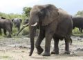Rutshuru : des éléphants ravagent les champs des agriculteurs aux périphéries de Nyamilima