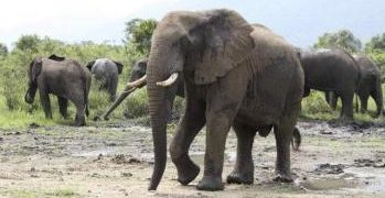 Rutshuru : des éléphants ravagent les champs des agriculteurs aux périphéries de Nyamilima