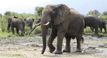Rutshuru : des éléphants ravagent les champs des agriculteurs aux périphéries de Nyamilima