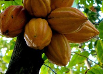 RDC : la ratification de l’Accord sur le cacao promet de meilleurs prix et un meilleur accès aux marchés (Julien Paluku)