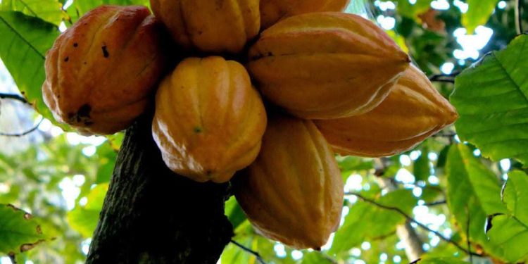 RDC : la ratification de l’Accord sur le cacao promet de meilleurs prix et un meilleur accès aux marchés (Julien Paluku)